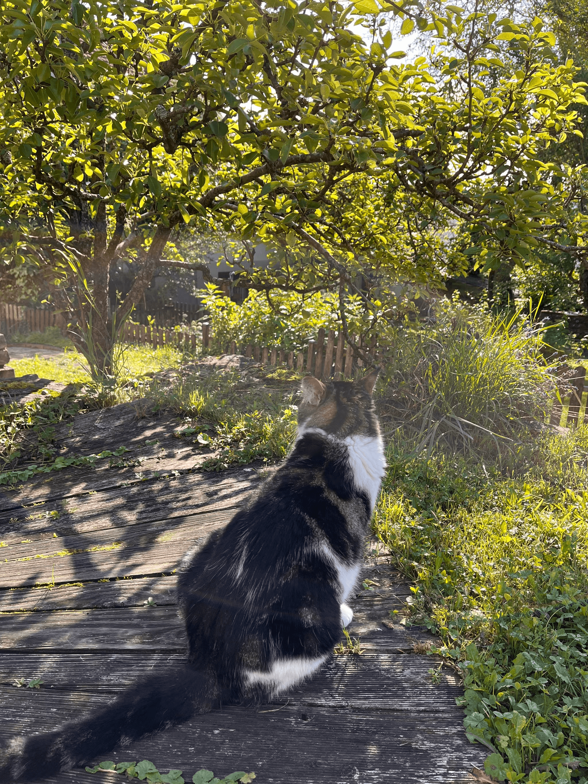 A picture of my cat, because why not